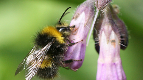 Bumblebee conservation trust jobs